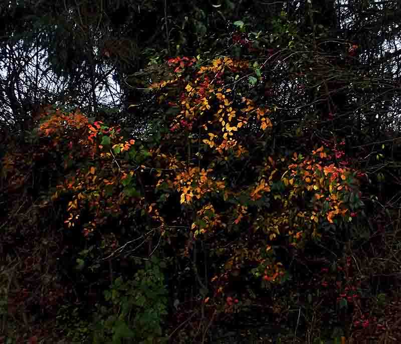 Orange and yellow flowers blooming on a bush in the dark.